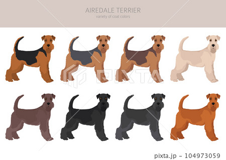 Airedale terrier all colours clipart. Different coat colors set. 104973059