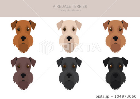 Airedale terrier all colours clipart. Different coat colors set. 104973060