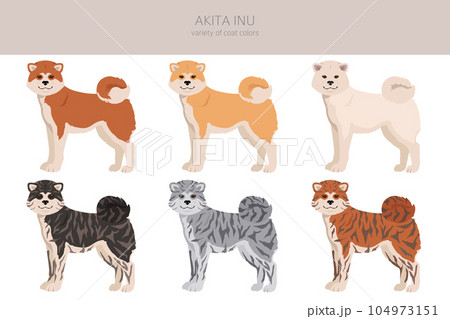 Akita Inu all colours clipart. Different coat colors set 104973151