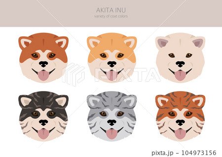 Akita Inu all colours clipart. Different coat colors set 104973156