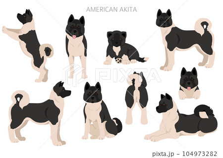 American akita all colours clipart. Different coat colors set 104973282