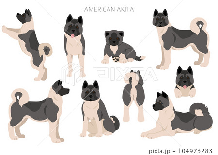 American akita all colours clipart. Different coat colors set 104973283