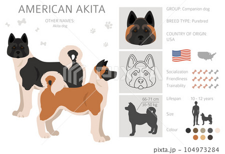 American akita all colours clipart. Different coat colors set 104973284