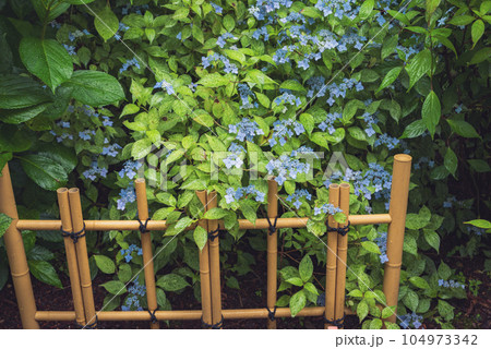 雨露に濡れるアジサイ【弘長寺】 雨露に濡れるアジサイ【弘長寺】 104973342