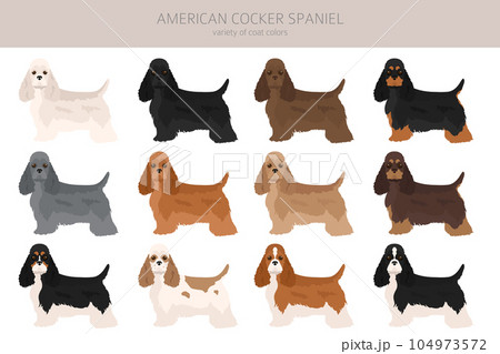 American cocker spaniel all colours clipart. Different coat colors set. American cocker spaniel all colours clipart. Different coat colors set. 104973572