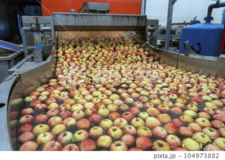 Apples Floating and Being Washed and Transported in Water Tank Conveyor - Postharvest Apple Processing in Packing House Prior Distribution to Market 104973882