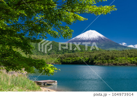 《山梨県》初夏の富士山・新緑の西湖 104973914