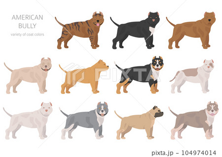 American bully dogs set. Color varieties, different poses. Dogs infographic collection American bully dogs set. Color varieties, different poses. Dogs infographic collection 104974014