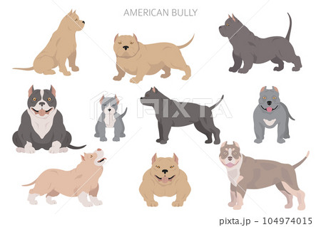 American bully dogs set. Color varieties, different poses. Dogs infographic collection American bully dogs set. Color varieties, different poses. Dogs infographic collection 104974015