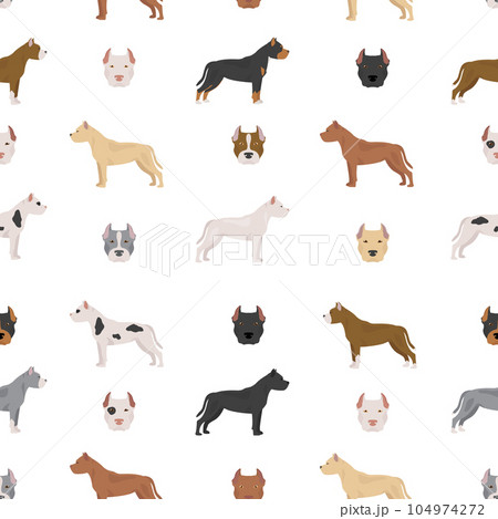 American pit bull terrier dogs set. Color varieties, different poses. Seamless pattern American pit bull terrier dogs set. Color varieties, different poses. Seamless pattern 104974272