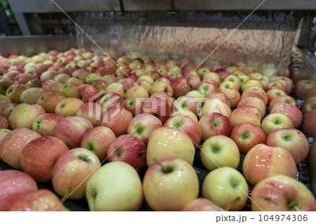 Automated Apple Washing and Transportation in Water Tank in Food Processing Plant - Fresh Apples Floating and Being Washed and Transported in Water Tank Conveyor  104974306