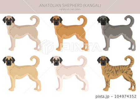 Anatolian shepherd all colours clipart. Different coat colors and poses set Anatolian shepherd all colours clipart. Different coat colors and poses set 104974352