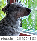 悲しげな犬 104974583