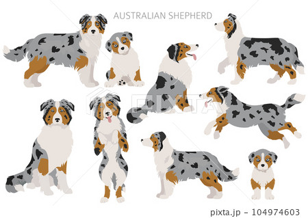 Australian shepherd dogs set. Color varieties, different poses. Dogs infographic collection 104974603