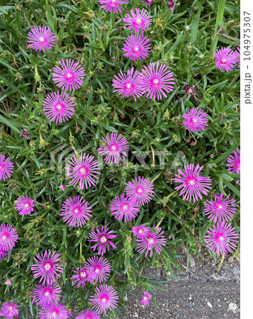 マツバギクの花 104975307