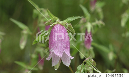 ホタルブクロの花 ホタルブクロの花 104975544