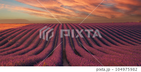 Provence, Lavender field at sunset, Valensole Plateau Provence France, blooming lavender fields Provence, Lavender field at sunset, Valensole Plateau Provence France, blooming lavender fields 104975982