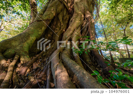 松尾のアコウ 104976001