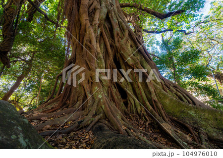 松尾のアコウ 松尾のアコウ 104976010