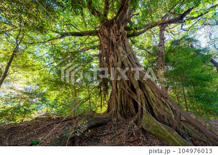 松尾のアコウ 104976013