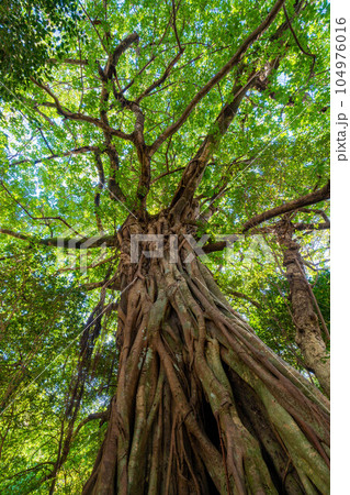 松尾のアコウ 松尾のアコウ 104976016