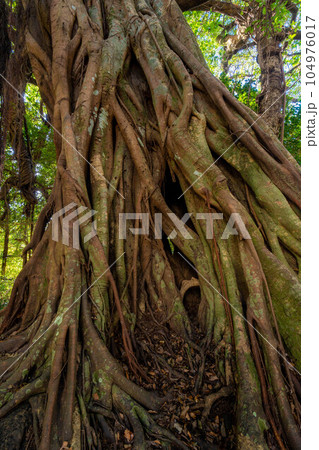 松尾のアコウ 104976017