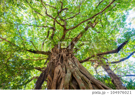 松尾のアコウ 松尾のアコウ 104976021