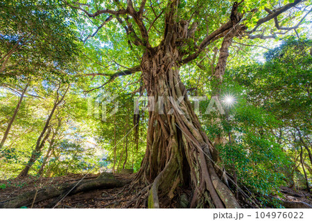 松尾のアコウ 104976022