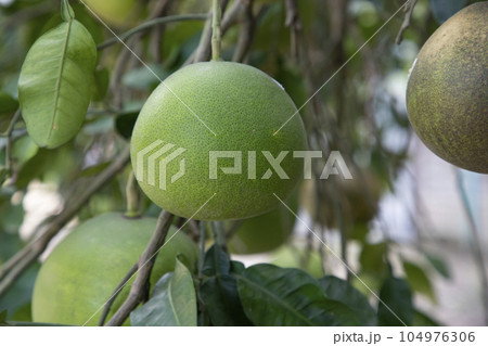 Green Pomelo (Citrus grandis) Pomelos are the most prominent fruits oranges hanging on the tree branch Green Pomelo (Citrus grandis) Pomelos are the most prominent fruits oranges hanging on the tree branch 104976306