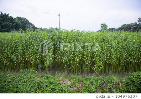 Jute plants growing in a field in the countryside of Bangladesh Jute plants growing in a field in the countryside of Bangladesh 104976307