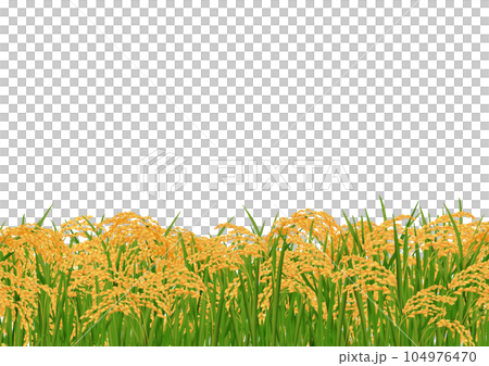 Frame of golden rice ear autumn harvest 104976470