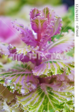 プラチナケール ハボタン 葉牡丹 牡丹菜 プラチナケール ハボタン 葉牡丹 牡丹菜 104976715