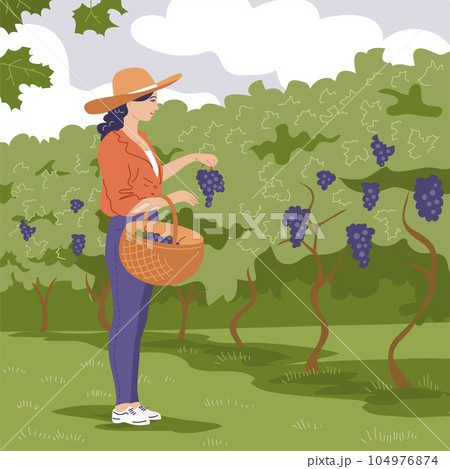 A young beautiful girl collects grapes in a basket 104976874