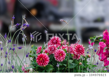 春の花壇に咲くダリアの花 104976923