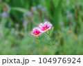 花壇に咲くペチュニアの花 104976924