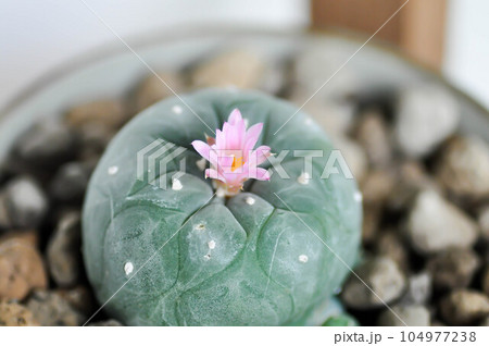 Lophophora fricii or Peyote cactus or Lophophora williamsii , Peyote Lophophora williamsii or cactus with flower Lophophora fricii or Peyote cactus or Lophophora williamsii , Peyote Lophophora williamsii or cactus with flower 104977238