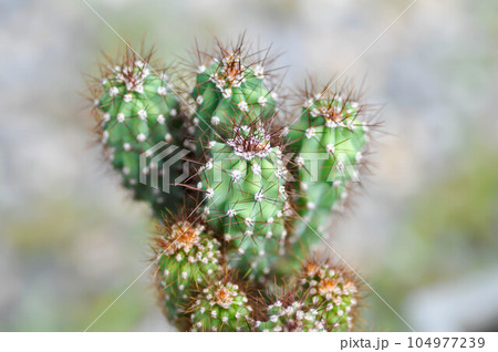 cactus , ERIOCEREUS Harrisia jusbertii or cactus or Fairytale castle or Cereus peruvianus cactus , ERIOCEREUS Harrisia jusbertii or cactus or Fairytale castle or Cereus peruvianus 104977239