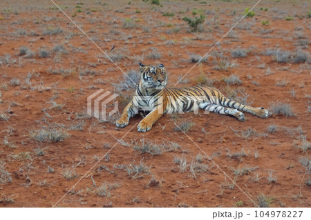 siberian tiger in the zoo siberian tiger in the zoo 104978227