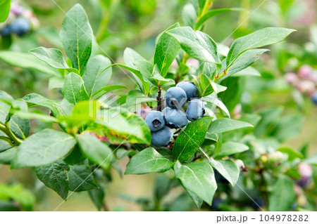 実ったブルーベリー 104978282