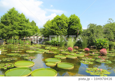 草津市立水生植物公園みずの森【花影の池 のパラグアイオニバスとスイレン】／ 滋賀県草津市 104978416
