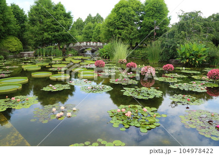 草津市立水生植物公園みずの森【花影の池 のパラグアイオニバスとスイレン】／ 滋賀県草津市 104978422
