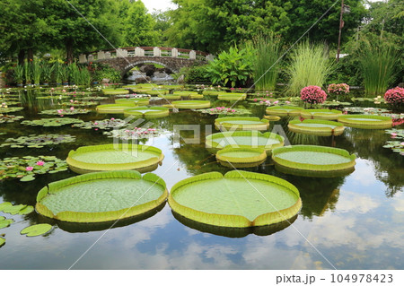 草津市立水生植物公園みずの森【花影の池 のパラグアイオニバスとスイレン】/ 滋賀県草津市 草津市立水生植物公園みずの森【花影の池 のパラグアイオニバスとスイレン】/ 滋賀県草津市 104978423