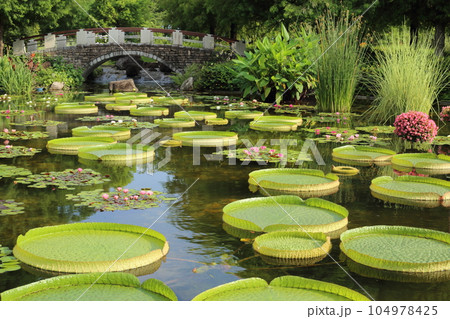 草津市立水生植物公園みずの森【花影の池 のパラグアイオニバスとスイレン】／ 滋賀県草津市 104978425