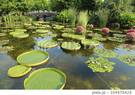 草津市立水生植物公園みずの森【花影の池 のパラグアイオニバスとスイレン】/ 滋賀県草津市 草津市立水生植物公園みずの森【花影の池 のパラグアイオニバスとスイレン】/ 滋賀県草津市 104978428