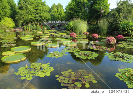 草津市立水生植物公園みずの森【花影の池 のパラグアイオニバスとスイレン】/ 滋賀県草津市 草津市立水生植物公園みずの森【花影の池 のパラグアイオニバスとスイレン】/ 滋賀県草津市 104978433