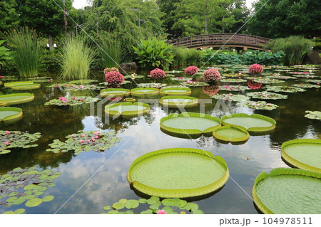草津市立水生植物公園みずの森【花影の池 のスイレンとパラグアイオニバス】／ 滋賀県草津市 104978511