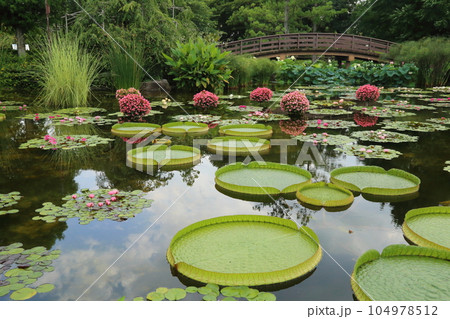 草津市立水生植物公園みずの森【花影の池 のスイレンとパラグアイオニバス】／ 滋賀県草津市 104978512