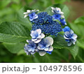 四角い額紫陽花 104978596