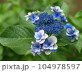 四角い額紫陽花 104978597