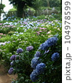 色とりどりの紫陽花 104978599